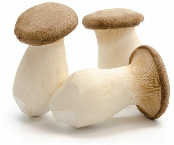 King Oyster Mushroom