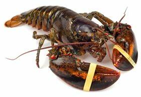 Live Lobster