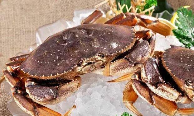 Dungeness Crab