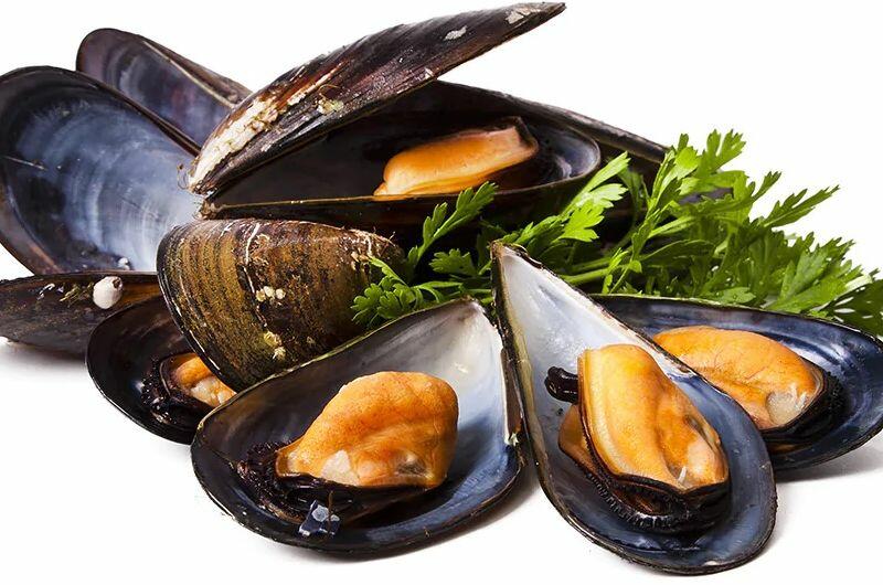 Black Mussel